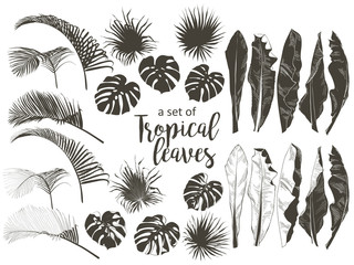 Fototapeta na wymiar Vector Tropical palms, plants, leaf, foliage, monstera