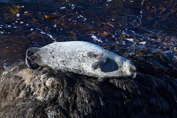 seal in water island wild animal