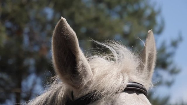 Animal catch a sound rotating ear locator - a white horse on a farm