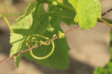 Vigne - vrilles de vignes