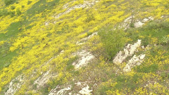 Beautiful spring Golden-tuft (Alyssum Aurinia saxatilis) flower 4K aerial video