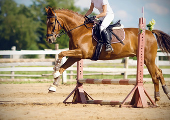 A chestnut horse with a rider in white clothes makes a jump over a small red barrier in summer jumping competitions.