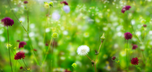 Flower meadow and pollen