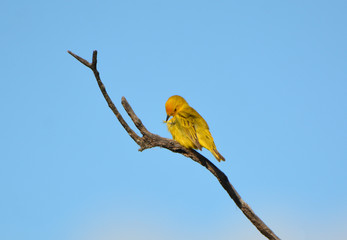 Yellow Warbler close up