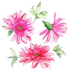 Delicate pink gerbera flowers with green leaves