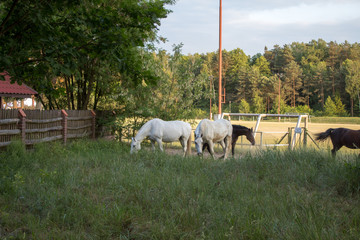 Obraz premium Graceful and beautiful white horses graze in the meadow on a summer evening at sunset.