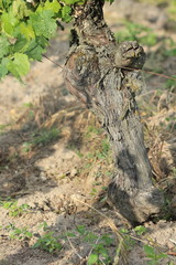 vigne - cep de vigne - pied de vigne