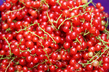 Ribes rubrum commonly Red Currant cultivated, macro photography