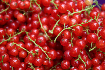 Ribes rubrum commonly Red Currant cultivated, macro photography