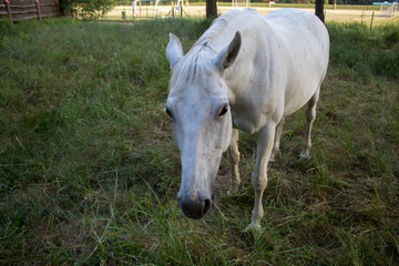 Obraz premium Graceful and beautiful white horses graze in the meadow on a summer evening at sunset.