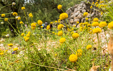 Chamomile tea plant in a field