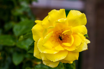 A bug inside a yellow rose