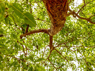 Bottom view of an almond tree