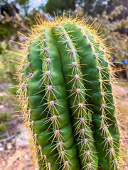 Closeup of a green cactus with sharp spikes in a garden