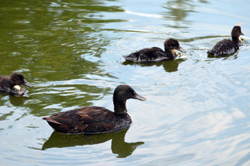 Duck family.Duck and ducklings on the pond. Eastern Europe