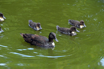 Duck family.Duck and ducklings on the pond. Eastern Europe