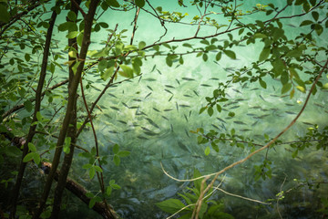 beautiful close up of tiny fish in lake bled in springtime, slovenia
