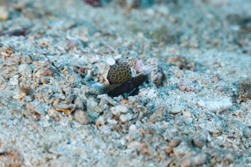 ホタテツノハゼ