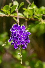 Fototapeta premium Small Purple Flowers