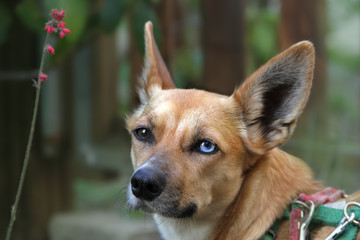 Portrait Hund mit Iris-Heterochromie, Odd-eyed im Garten