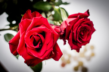 TWO RED ROSES WITH A BLUE LIGHT BACKGROUND