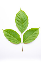 Three green leaves on a white background.