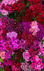 Bouquet of Turkish carnations on the table in a vase.