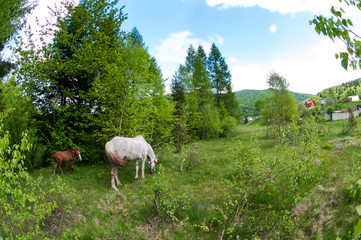 beautiful horses graze in the spring mountains under a warm sun on the background of the forest