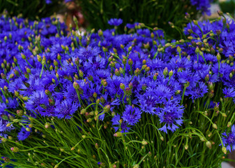 A bouquet of field cornflowers on the table in a vase.