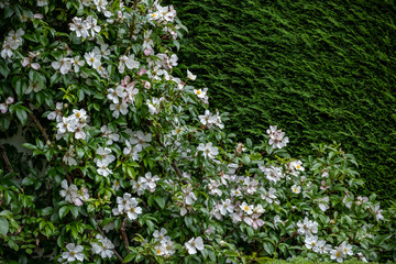 David Austin English shrub rose pink cabbage bloom, Wolverhampton