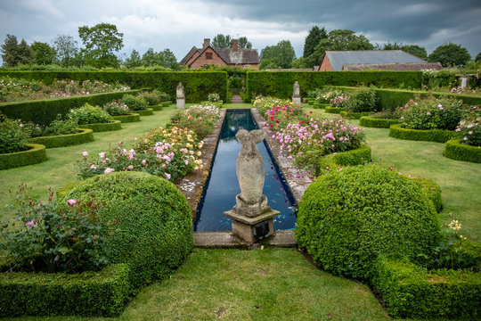 David Austin English shrub rose garden, Albrighton, Wolverhampton