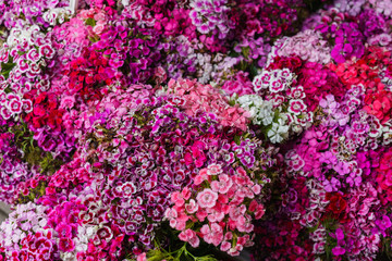 Bouquet of Turkish carnations on the table in a vase.