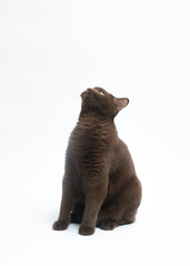 British Shorthair cat isolated on white background. Clipping pat