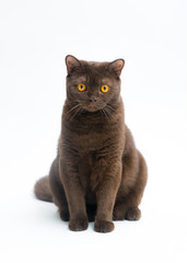 British Shorthair cat isolated on white background. Clipping pat
