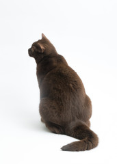 British Shorthair cat isolated on white background. Clipping pat