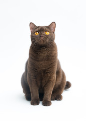 British Shorthair cat isolated on white background. Clipping pat