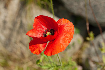 Red poppy flower or in latin papaver rhoeas poppy. Close up Image.