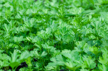 Parsley growing in the garden. Parsley grown outdoors on the farm. Parsley growing in the garden. Parsley grown outdoors on the farm. Green Parsley leaf background