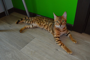 cat with green eyes