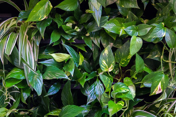 Beautiful green leaves background in tropical green house. Botanical foliage