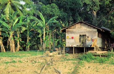 h&uuml;tte auf kalimantan