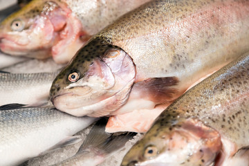 Fresh water trout for sale at fish market.