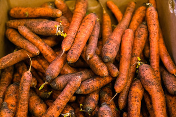 Fototapeta premium Fresh, sweet, raw carrots for sale at fruit and vegetable market. Carrots texture with dirt background