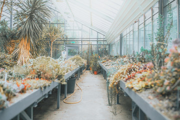 Symmetric greenhouse in sunlight full of desert flora cactus and palms