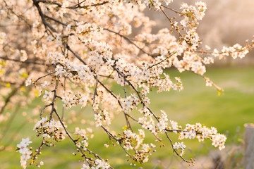 Blooming plum tree trunk with flowers in spring time. Sun shining with warm light at sunset, shallow depth of field