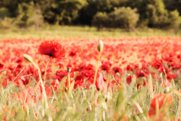 poppy field of red poppies
