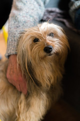Senior mans hand wrapped around long haired pedigree dog. Blond domestic dog next to elderly man at home indoors, human friend
