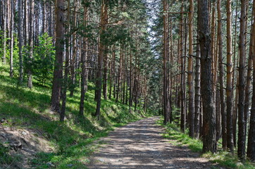 Summer sunlit forest pine-trees with ecological path, Vitosha mountain, Bulgaria 
