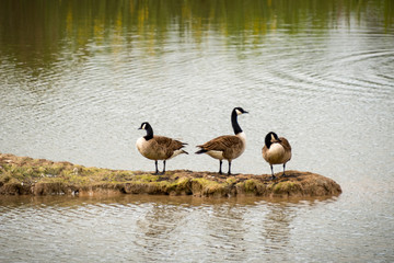 Canada geese at The Christopher Cadbury Wetland Reserve at Upton Warren, wildlife trust...