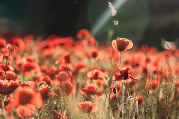 Red poppy in field of poppies